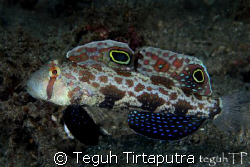 Twinspot goby...fully extending its fins...captured using... by Teguh Tirtaputra 